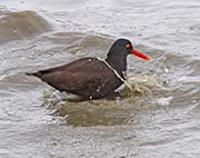 Picture/image of Black Oystercatcher