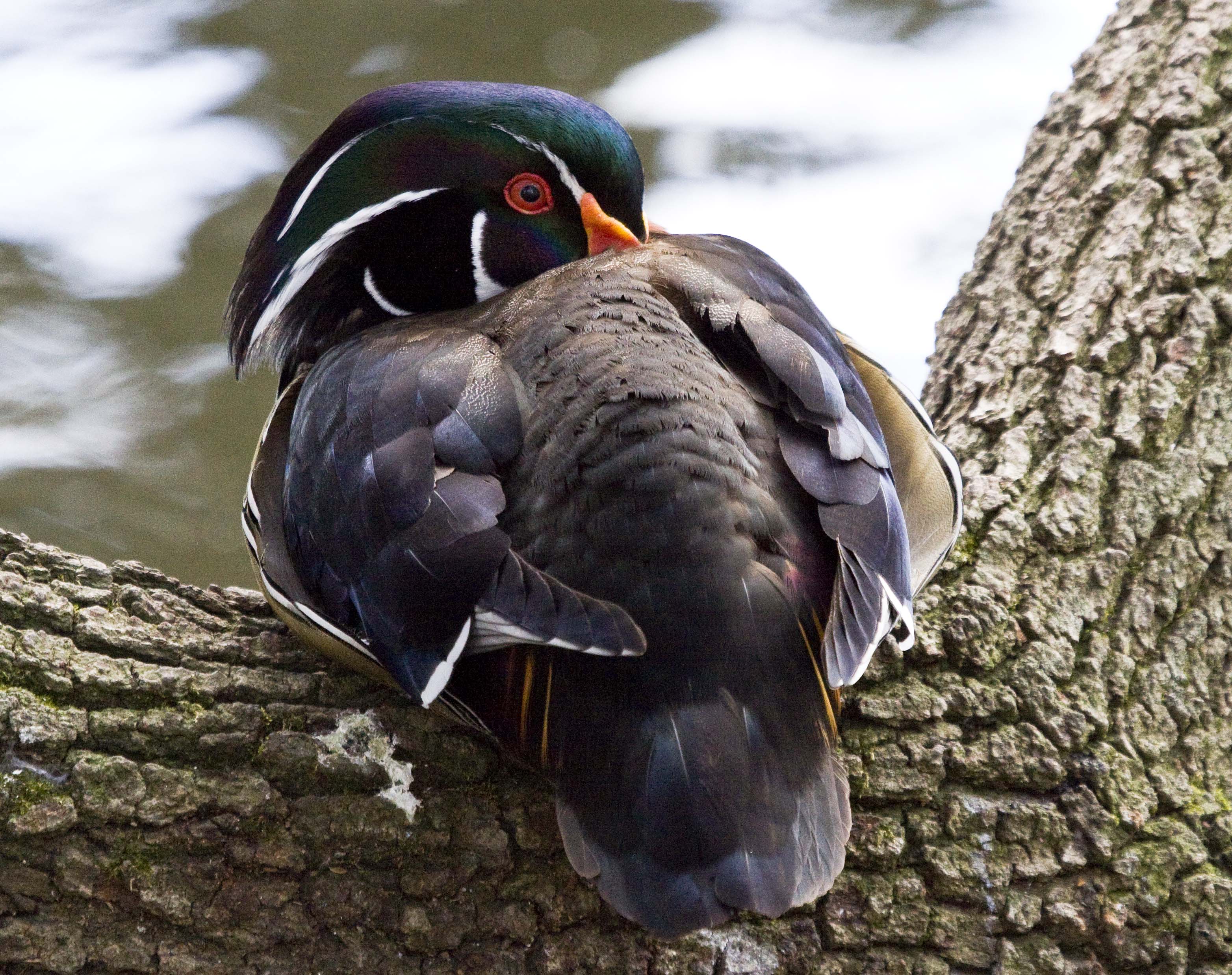 Pictures and information on Wood Duck