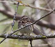 Picture/image of Song Sparrow