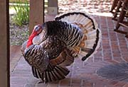 Picture/image of Wild Turkey