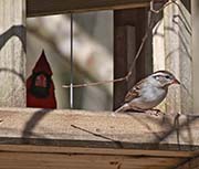 Picture/image of Chipping Sparrow