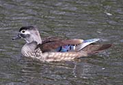 Picture/image of Wood Duck