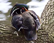 Picture/image of Wood Duck