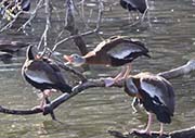 Picture/image of Black-bellied Whistling Duck