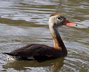 Picture/image of Black-bellied Whistling Duck