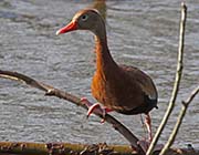 Picture/image of Black-bellied Whistling Duck