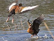 Picture/image of Black-bellied Whistling Duck
