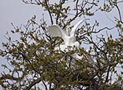 Picture/image of New Orleans Area