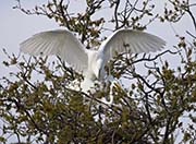 Picture/image of Great Egret