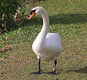 Picture/image of Mute Swan