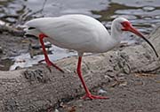 Picture/image of White Ibis