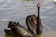 Picture/image of Black Swan