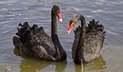 Picture/image of Black Swan