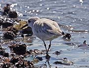 Picture/image of Sanderling