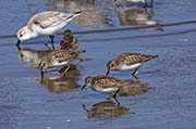 Picture/image of Least Sandpiper