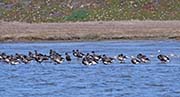 Picture/image of Brant Goose