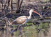 Picture/image of White Ibis