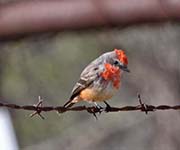 Picture/image of Vermilion Flycatcher