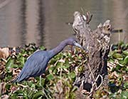 Picture/image of Little Blue Heron