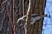 Picture/image of Yellow-rumped Myrtle Warbler