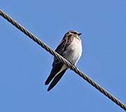 Picture/image of Northern Rough-winged Swallow