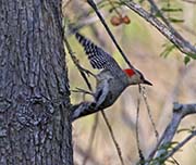 Picture/image of Red-bellied Woodpecker