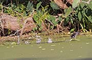 Picture/image of Common Gallinule