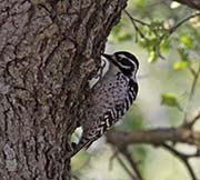 Picture/image of Nuttall's Woodpecker
