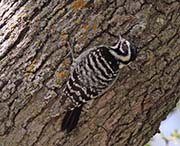 Picture/image of Nuttall's Woodpecker