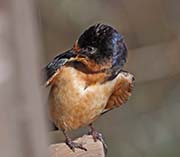 Picture/image of Barn Swallow