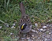 Picture/image of Golden-crowned Sparrow