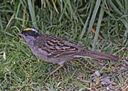 Picture/image of Golden-crowned Sparrow