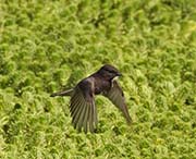 Picture/image of Black Phoebe