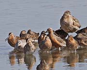 Picture/image of Red Knot