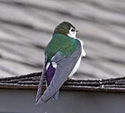 Picture/image of Violet-green Swallow
