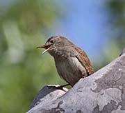 Picture/image of House Wren