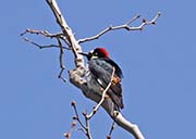 Picture/image of Acorn Woodpecker