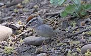 Picture/image of Chipping Sparrow