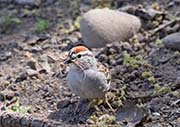 Picture/image of Chipping Sparrow