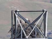 Picture/image of Bald Eagle