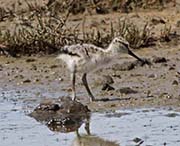 Picture/image of American Avocet