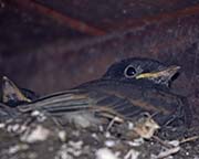 Picture/image of Black Phoebe