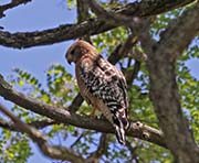 Picture/image of Red-shouldered Hawk