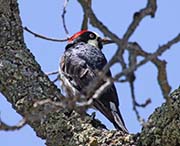 Picture/image of Acorn Woodpecker