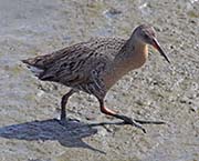 Picture/image of Ridgway's Rail