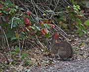 Picture/image of Elkhorn Slough
