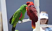 Picture/image of Eclectus Parrot