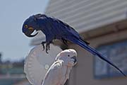 Picture/image of Hyacinth Macaw