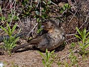 Picture/image of California Towhee