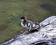 Picture/image of Common Merganser